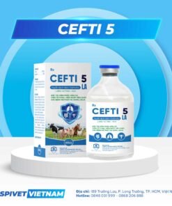 CEFTI 5