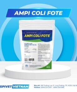 AMPI COLI FOTE